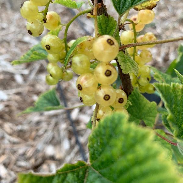 Sweet 'White Berry Bush' fruits - Bushguide 101