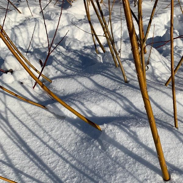 Continental Osier Willow Cutting - Dingdong's Garden