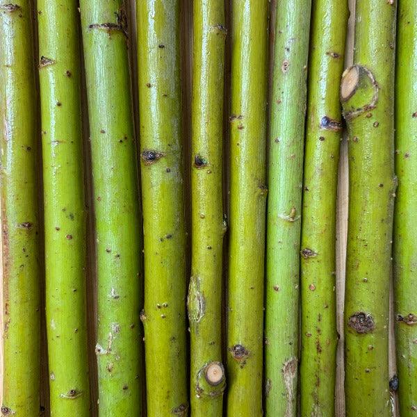 Crack Willow Cutting - Dingdong's Garden