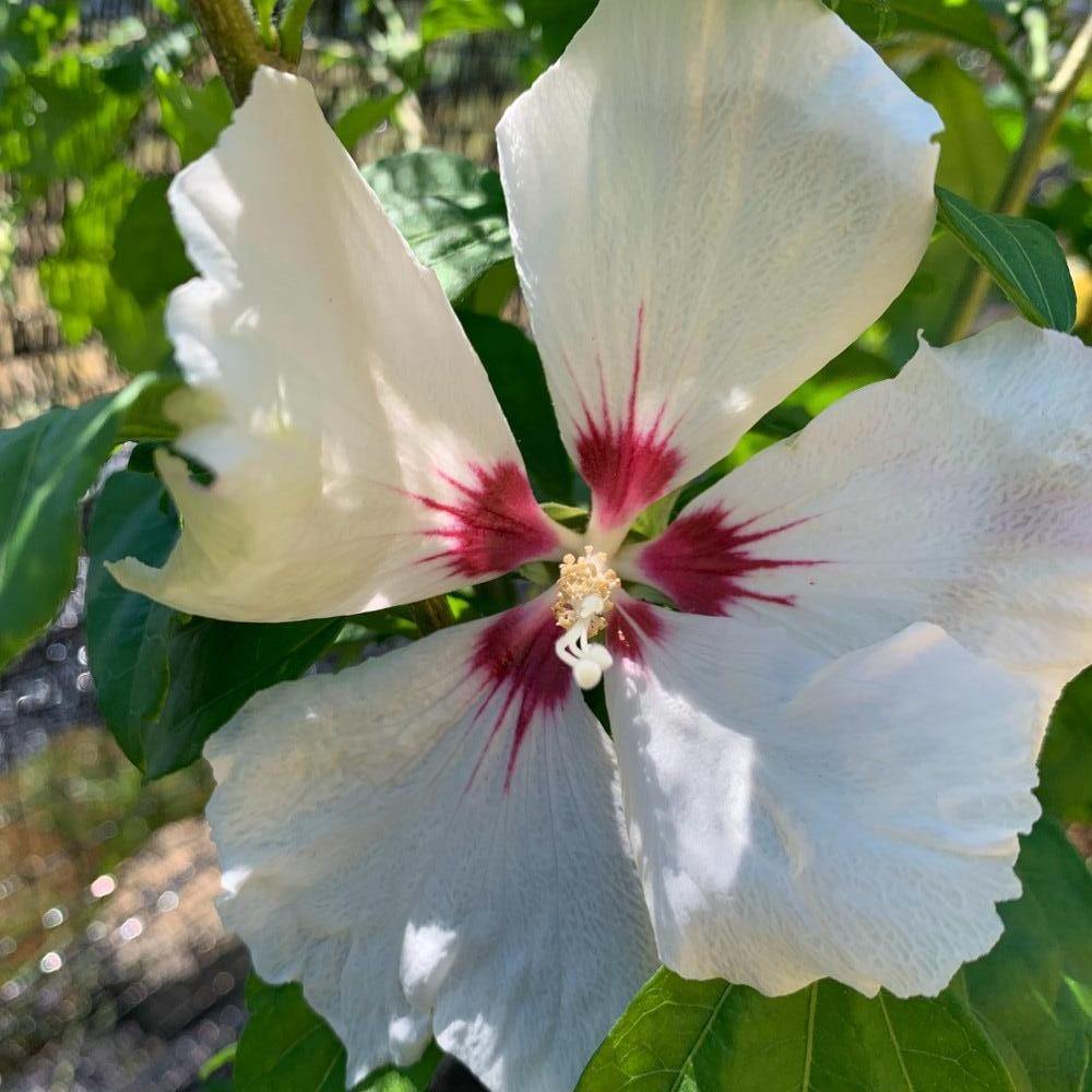 Red Heart Rose of Sharon Cutting - Dingdong's Garden