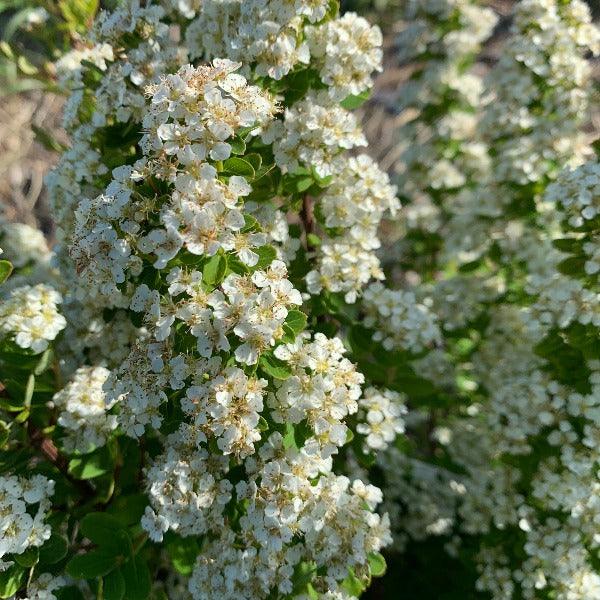 Snowmound Spirea Cutting - Dingdong's Garden
