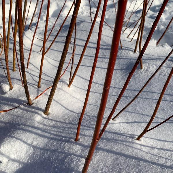 Japanese, Miyabe Sx64 Willow Cutting - Dingdong's Garden