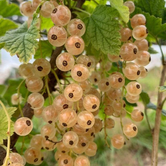 Imperial White Currant Cutting - Dingdong's Garden