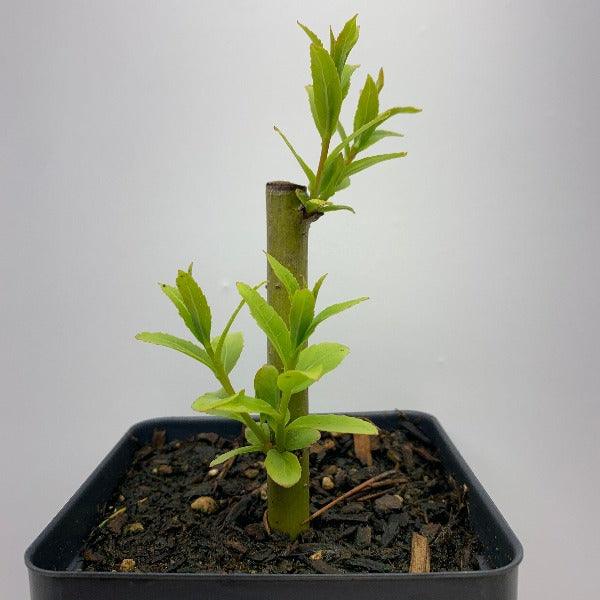 Crack Willow Cutting - Dingdong's Garden