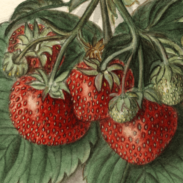 20th Century Strawberry 4x6 Decorative Card - Dingdong's Garden