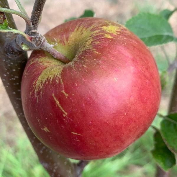 Akane Apple Scionwood - Dingdong's Garden
