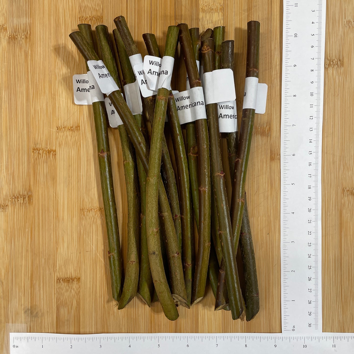 Americana Willow Cutting - Dingdong's Garden