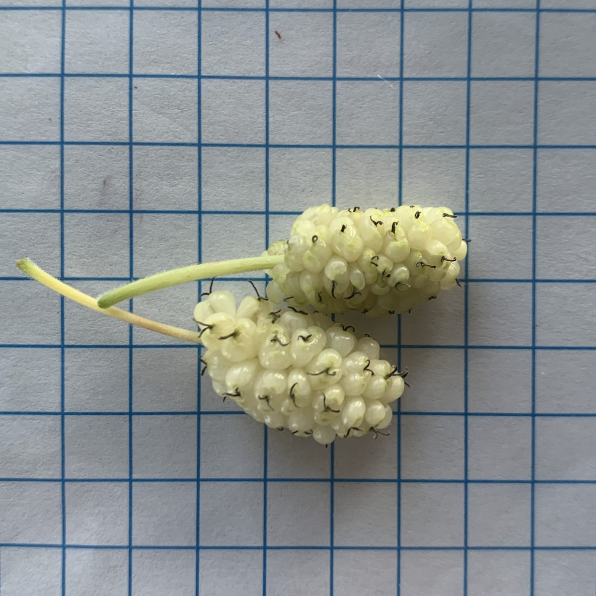 Beautiful Day Mulberry Cutting - Dingdong's Garden