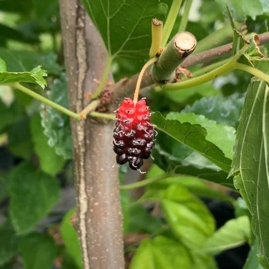 Big Red Mulberry Cutting - Dingdong's Garden