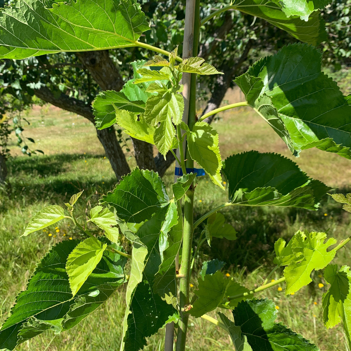 Big Red Mulberry Cutting