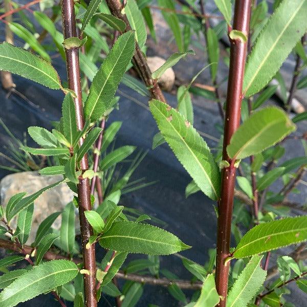 Black Maul Willow Cutting - Dingdong's Garden