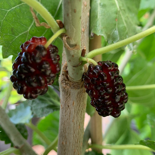 Black Prince Mulberry Cutting