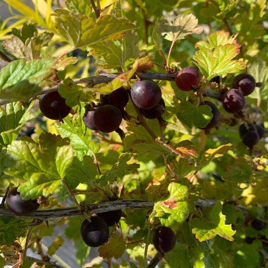 Black Velvet Gooseberry Cutting - Dingdong's Garden