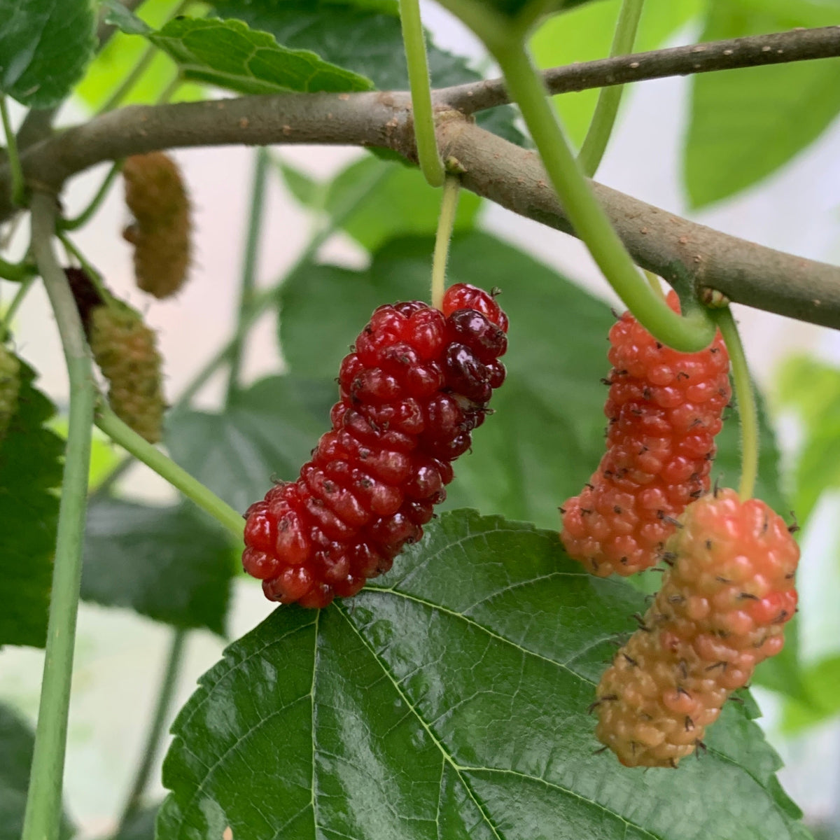 Boysenberry Mulberry Cutting