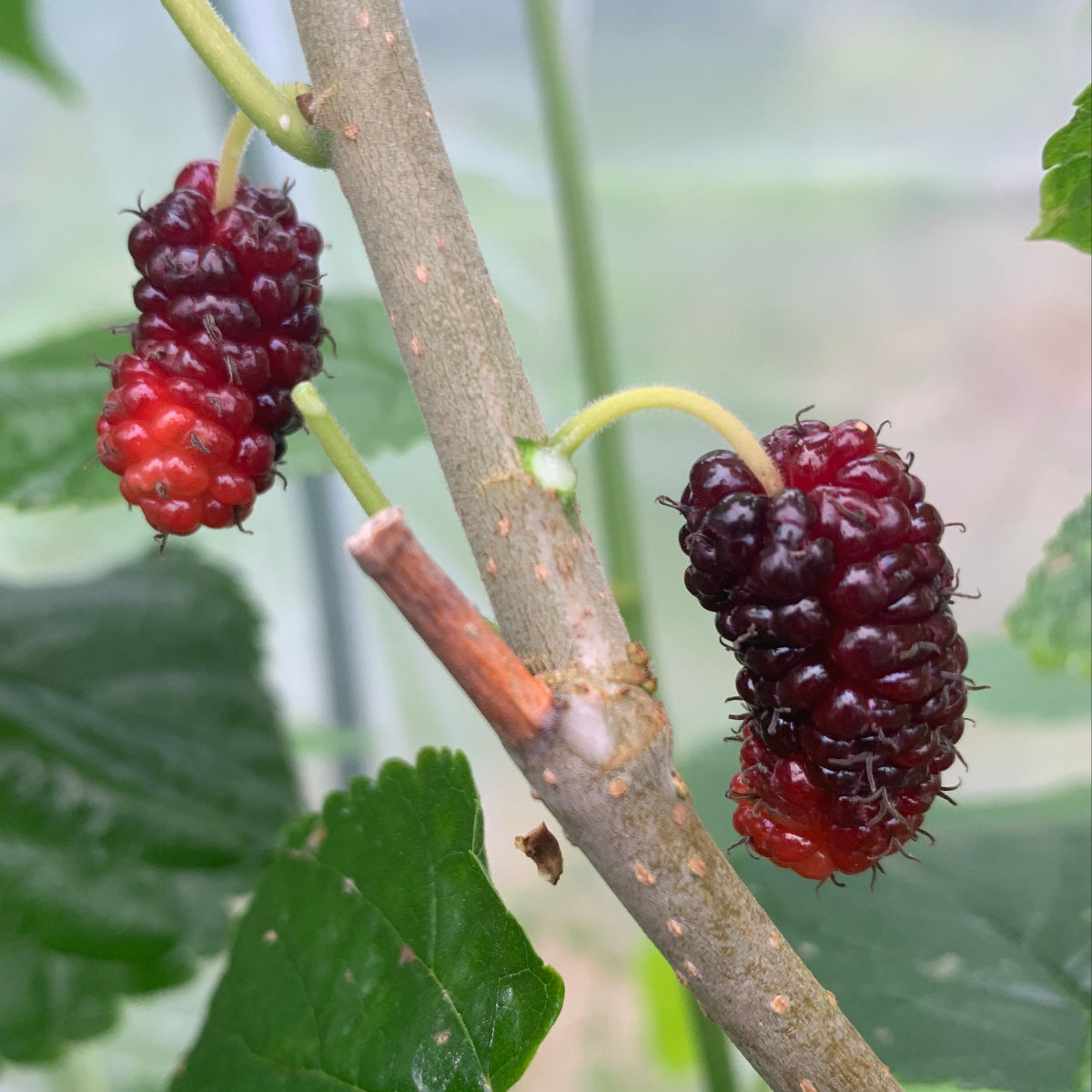 Boysenberry Mulberry Cutting