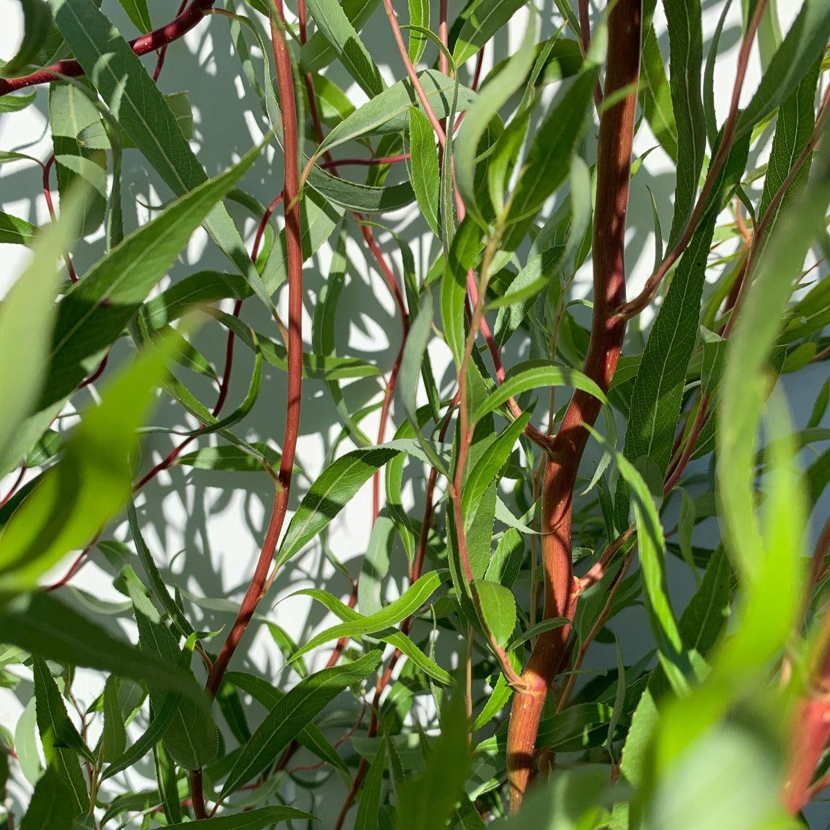 Caradoc Curly Willow Cutting - Dingdong's Garden