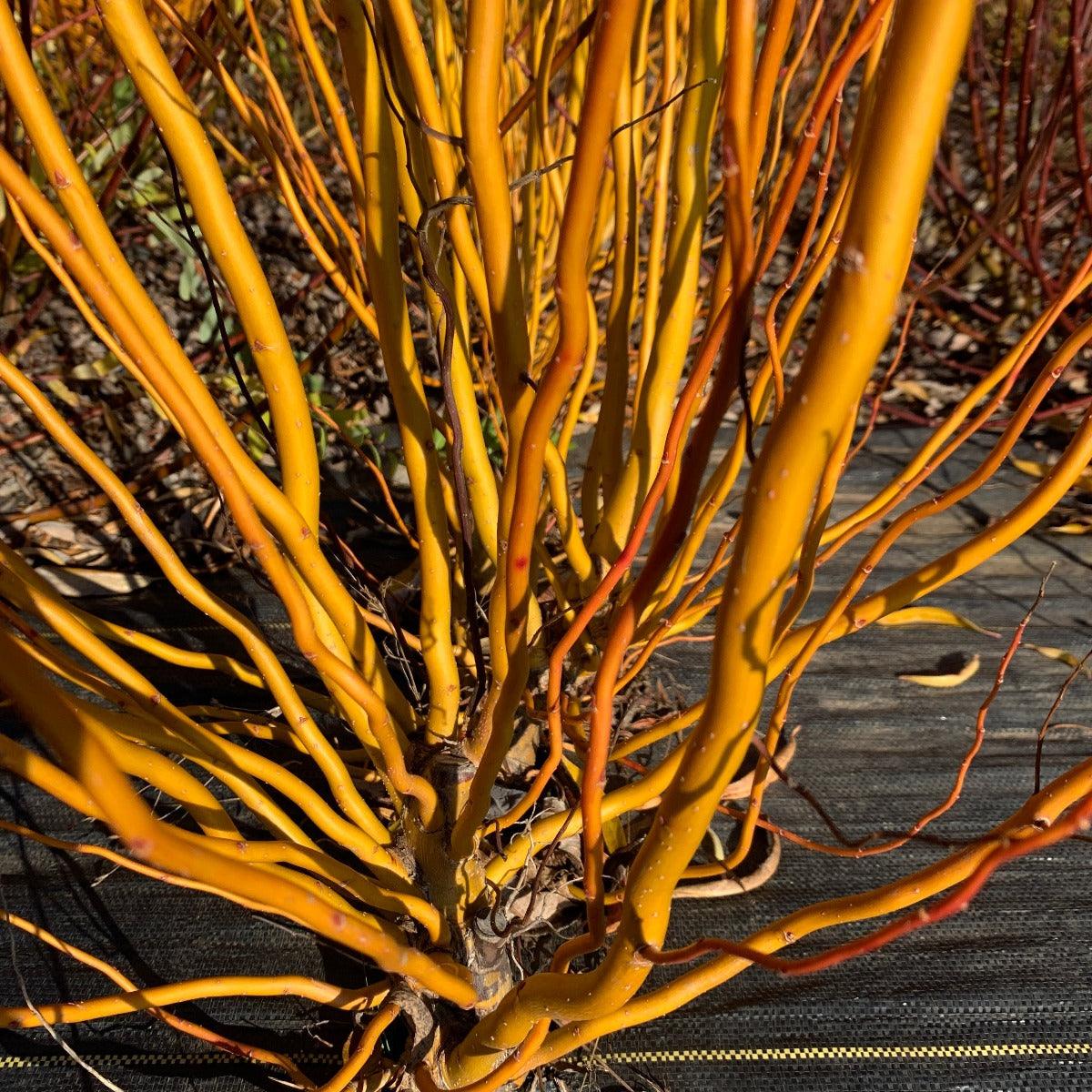 Caradoc Curly Willow Cutting - Dingdong's Garden