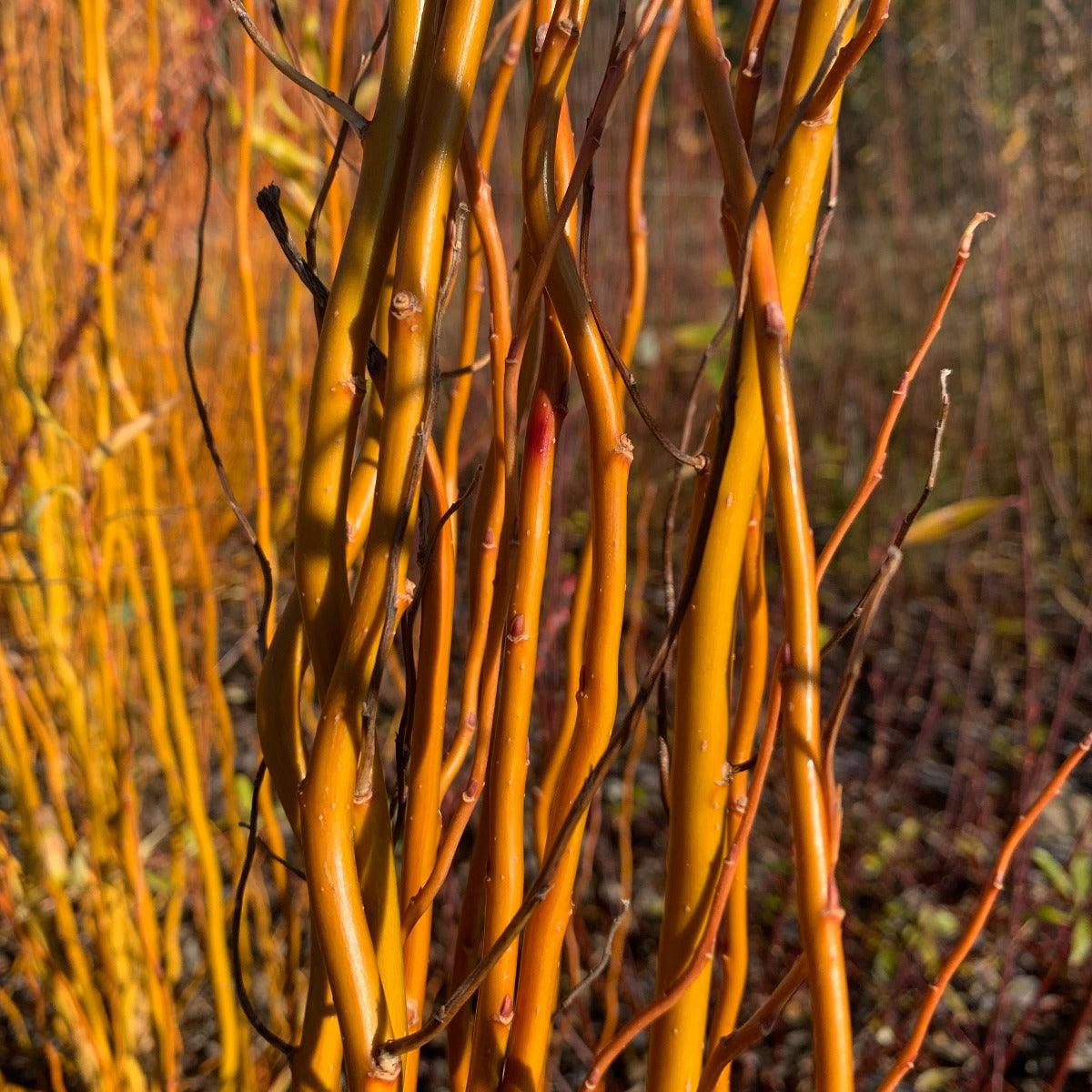 Caradoc Curly Willow Cutting - Dingdong's Garden