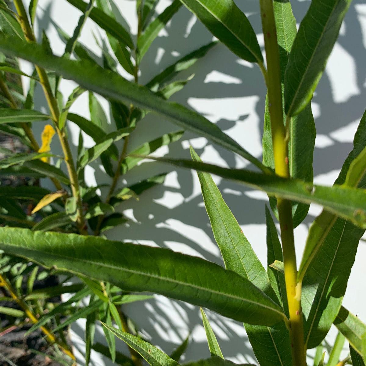 Continental Osier Willow Cutting - Dingdong's Garden