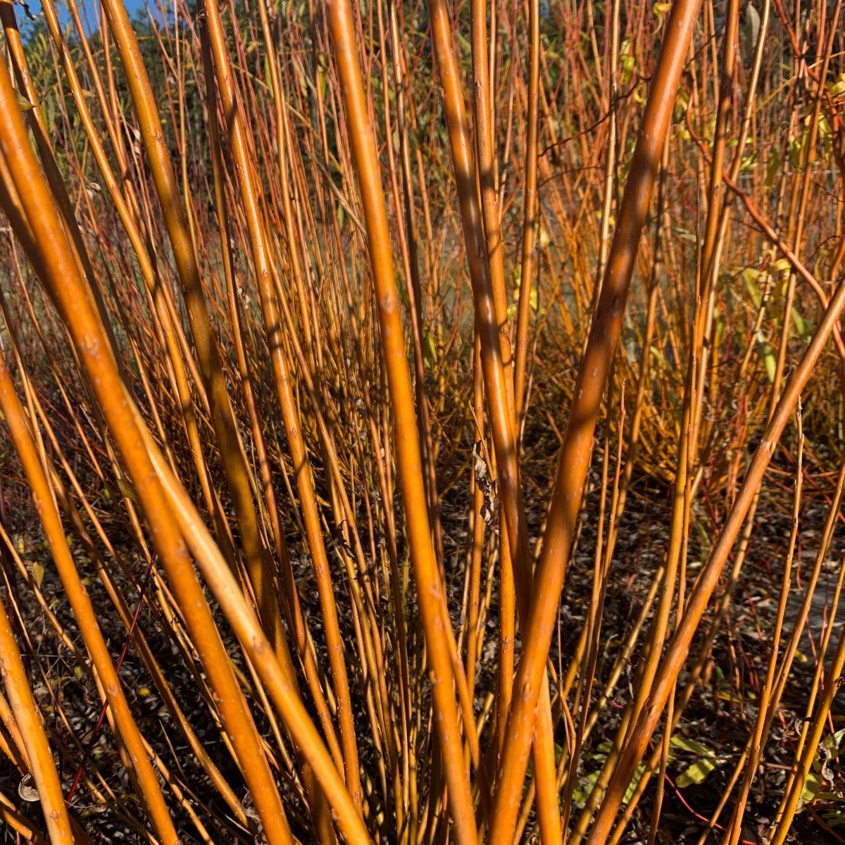 Continental Osier Willow Cutting - Dingdong's Garden