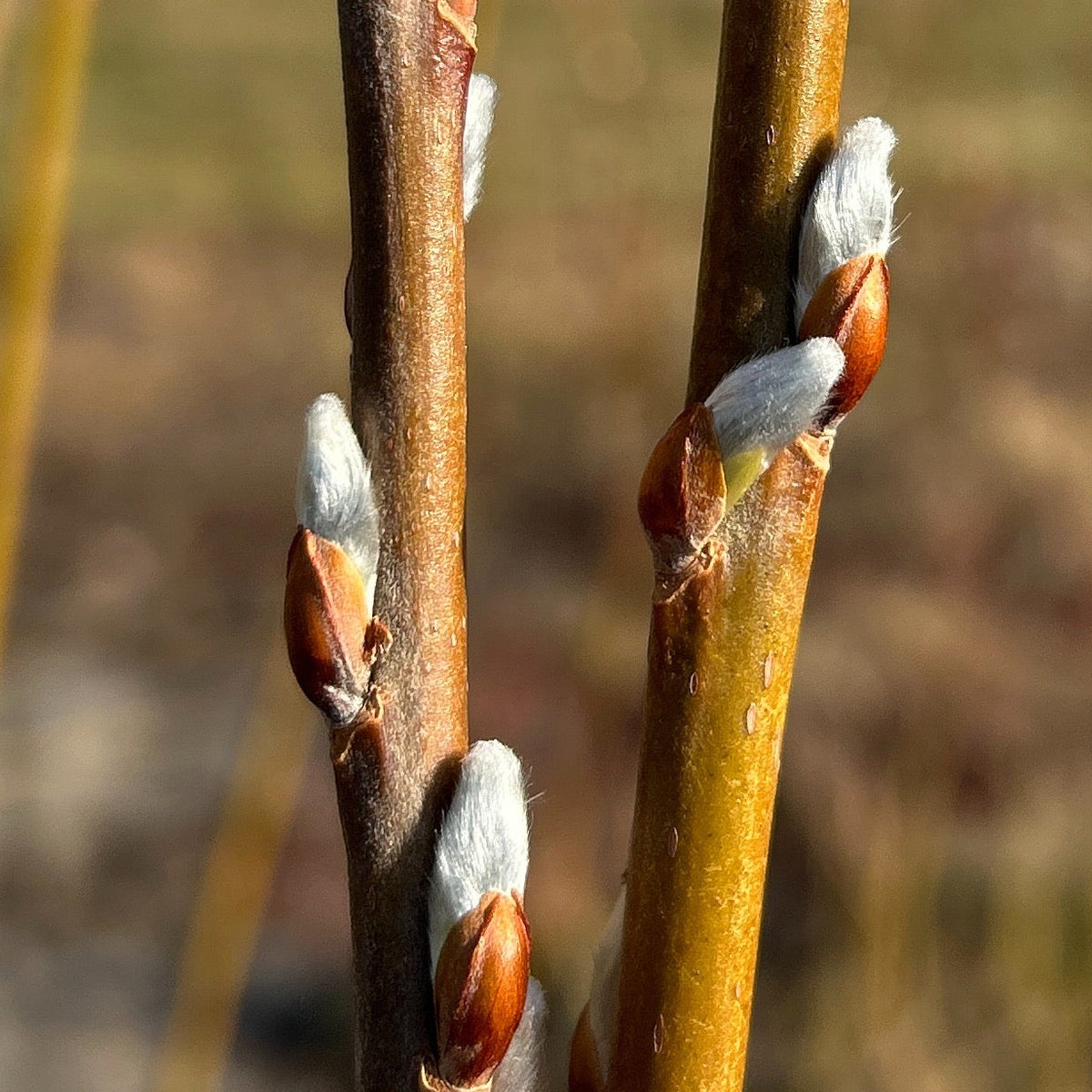 Hairy Willow Cutting