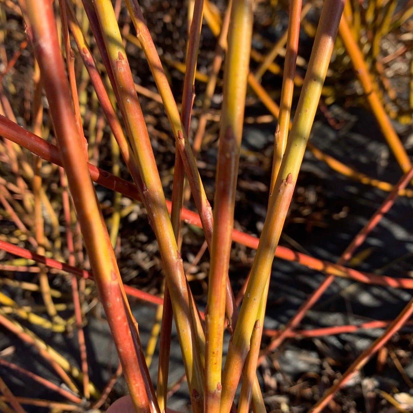 Dicky Meadows Willow Cutting