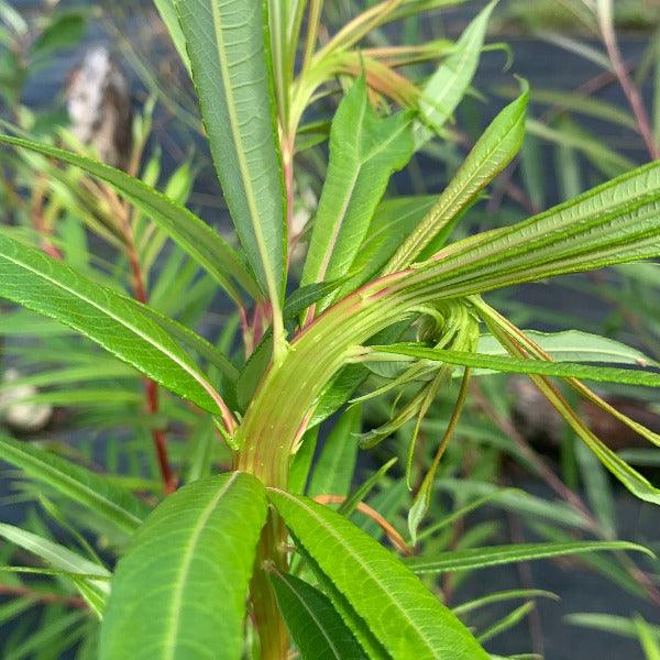 Fantail, Fishtail, Dragontail Willow Cutting - Dingdong's Garden