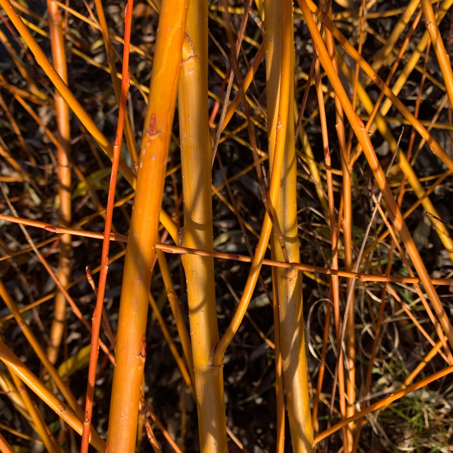 Flame Yellow Willow Cutting