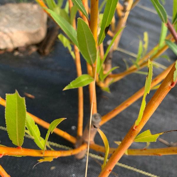 Flanders Red Willow Cutting - Dingdong's Garden