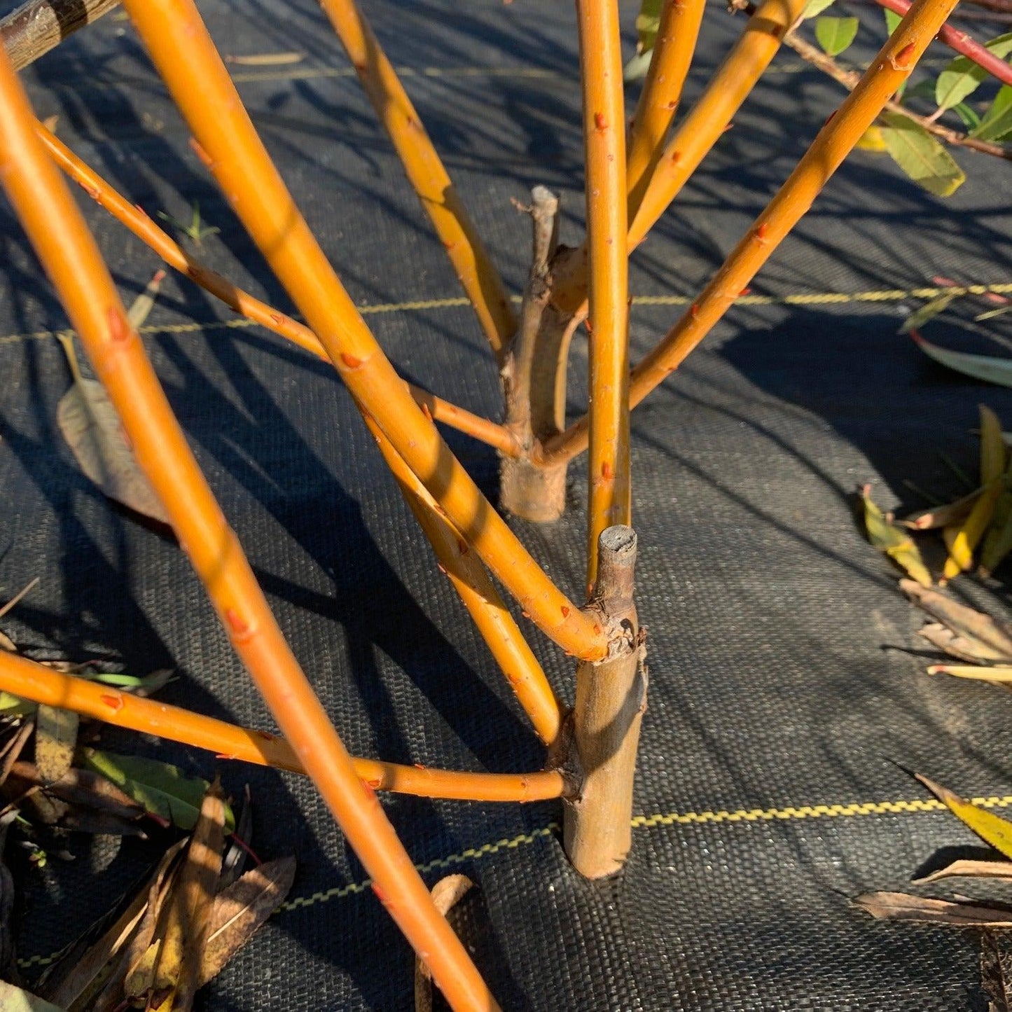 Flanders Red Willow Cutting