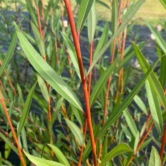 Flanders Red Willow Cutting