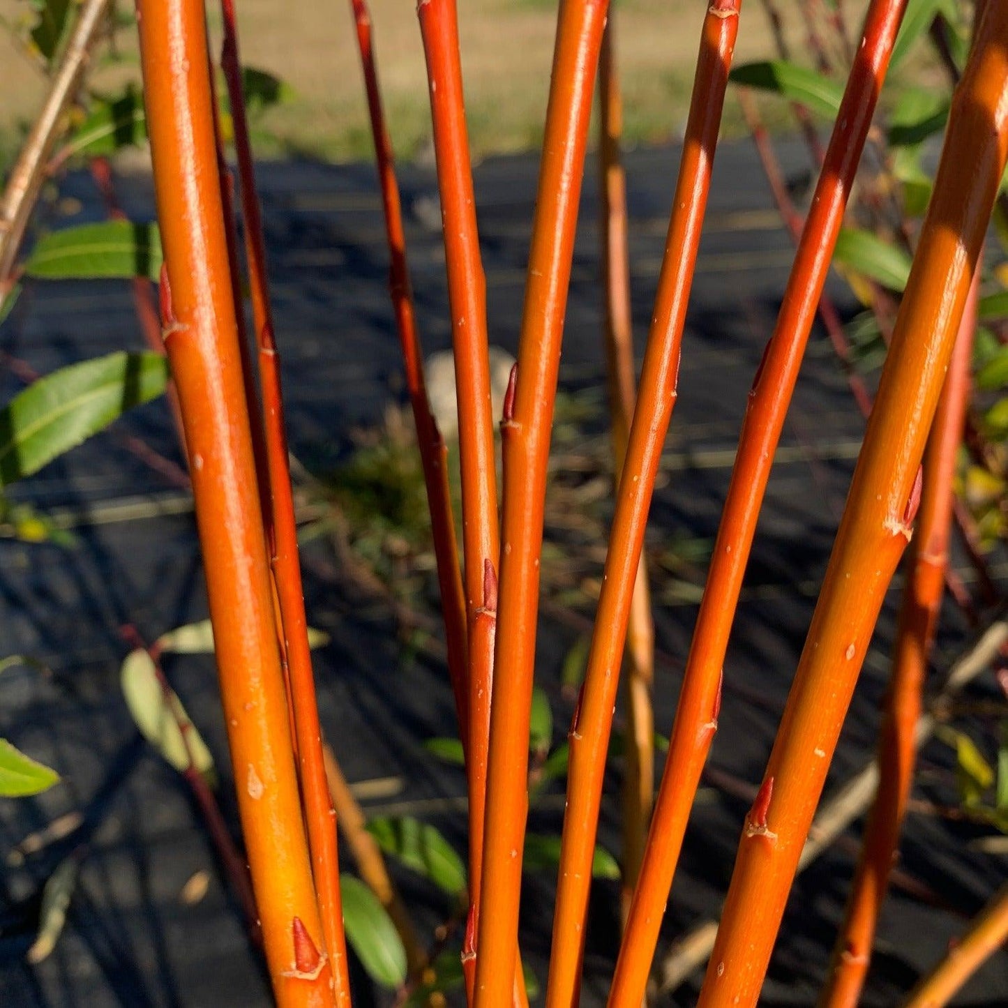 Flanders Red Willow Cutting