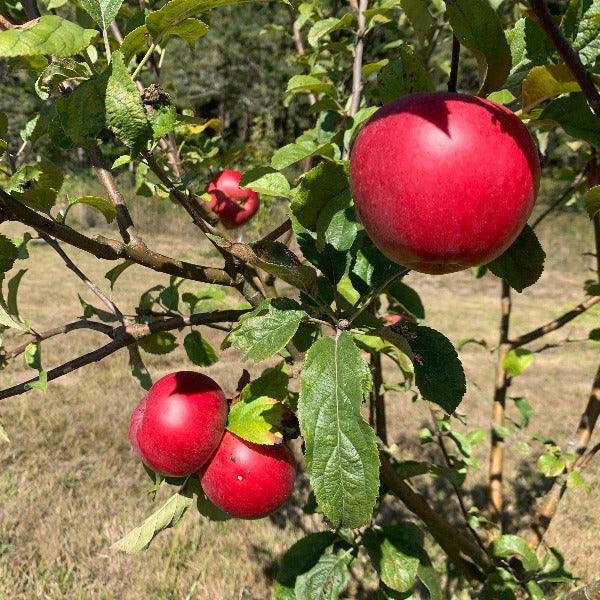 Foxwhelp Apple Scionwood - Dingdong's Garden