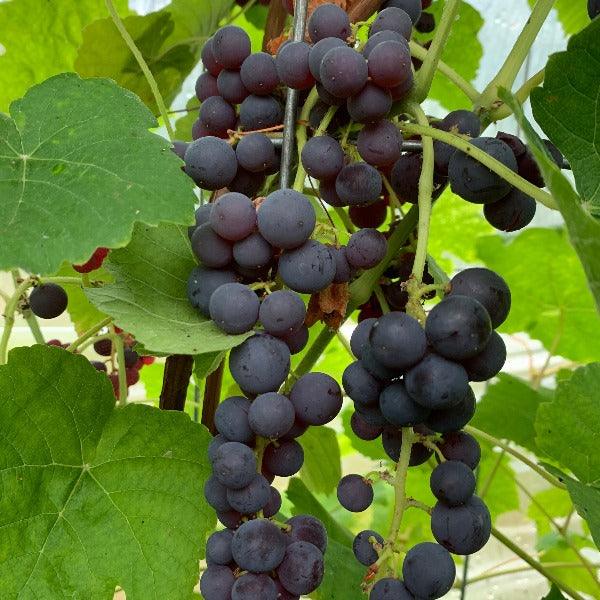 Glenora Seedless Table Grape Cutting - Dingdong's Garden