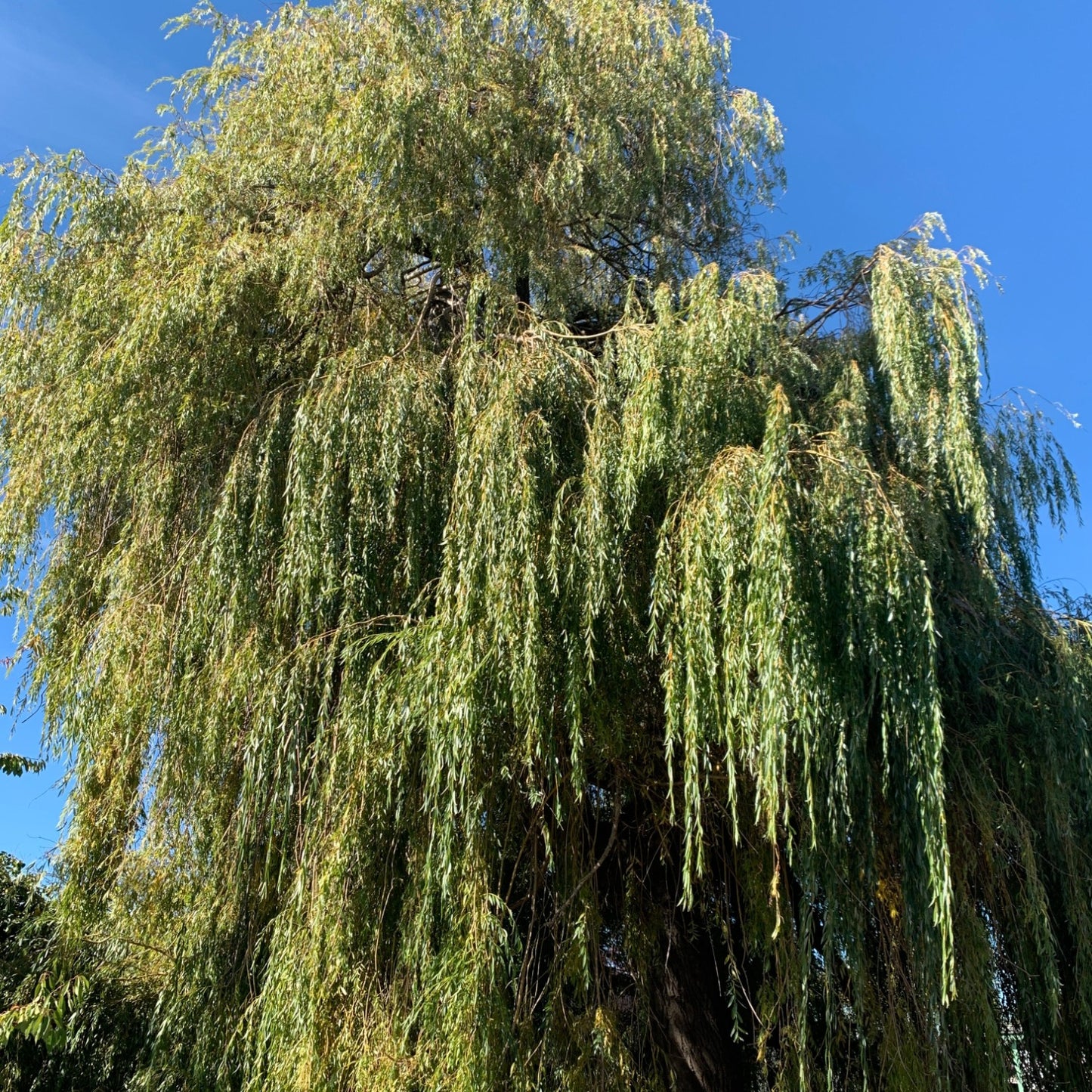 Golden Weeping Willow Cutting
