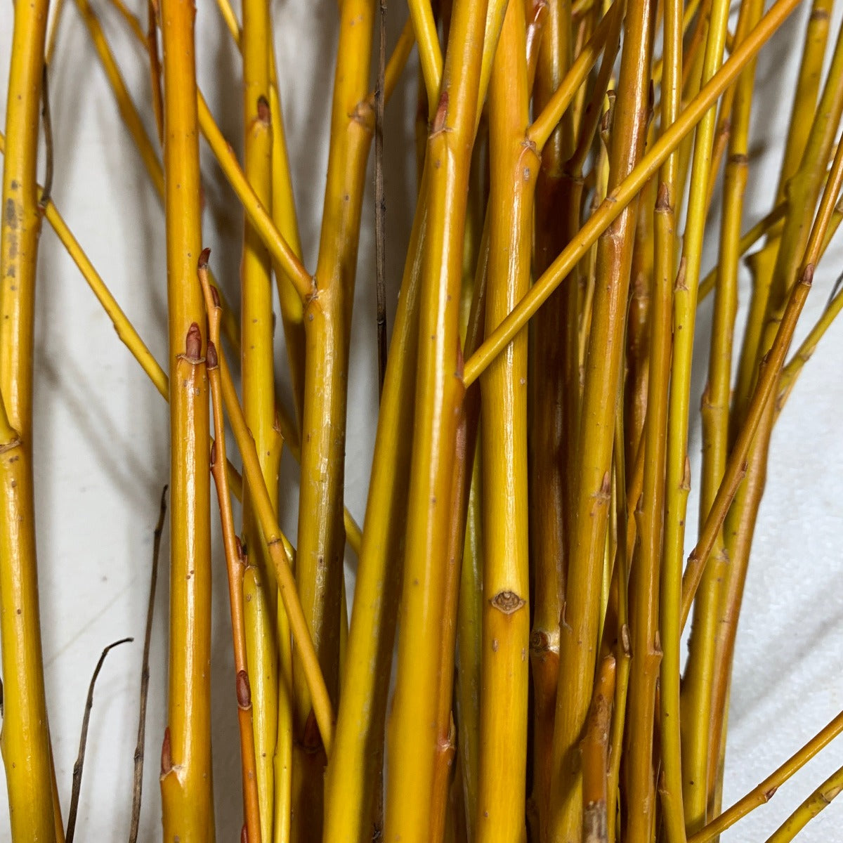Golden Willow Cutting