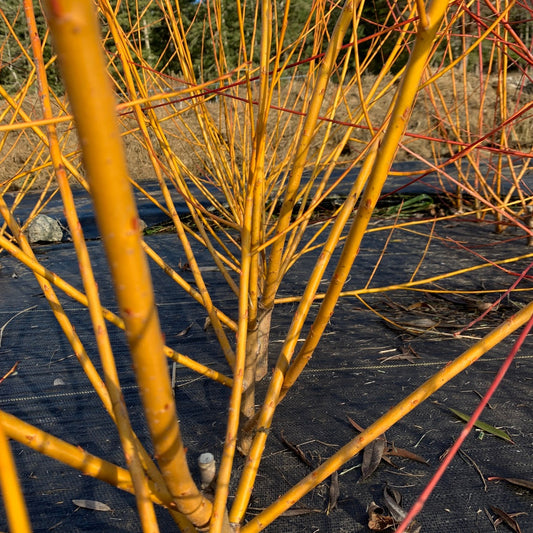 Golden Willow Cutting