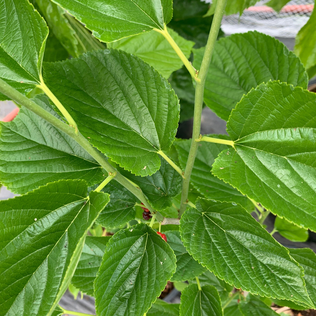 Grover's Best Mulberry Cutting