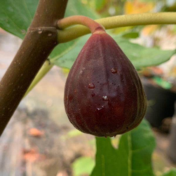 Hardy Chicago Fig Cutting - Dingdong's Garden