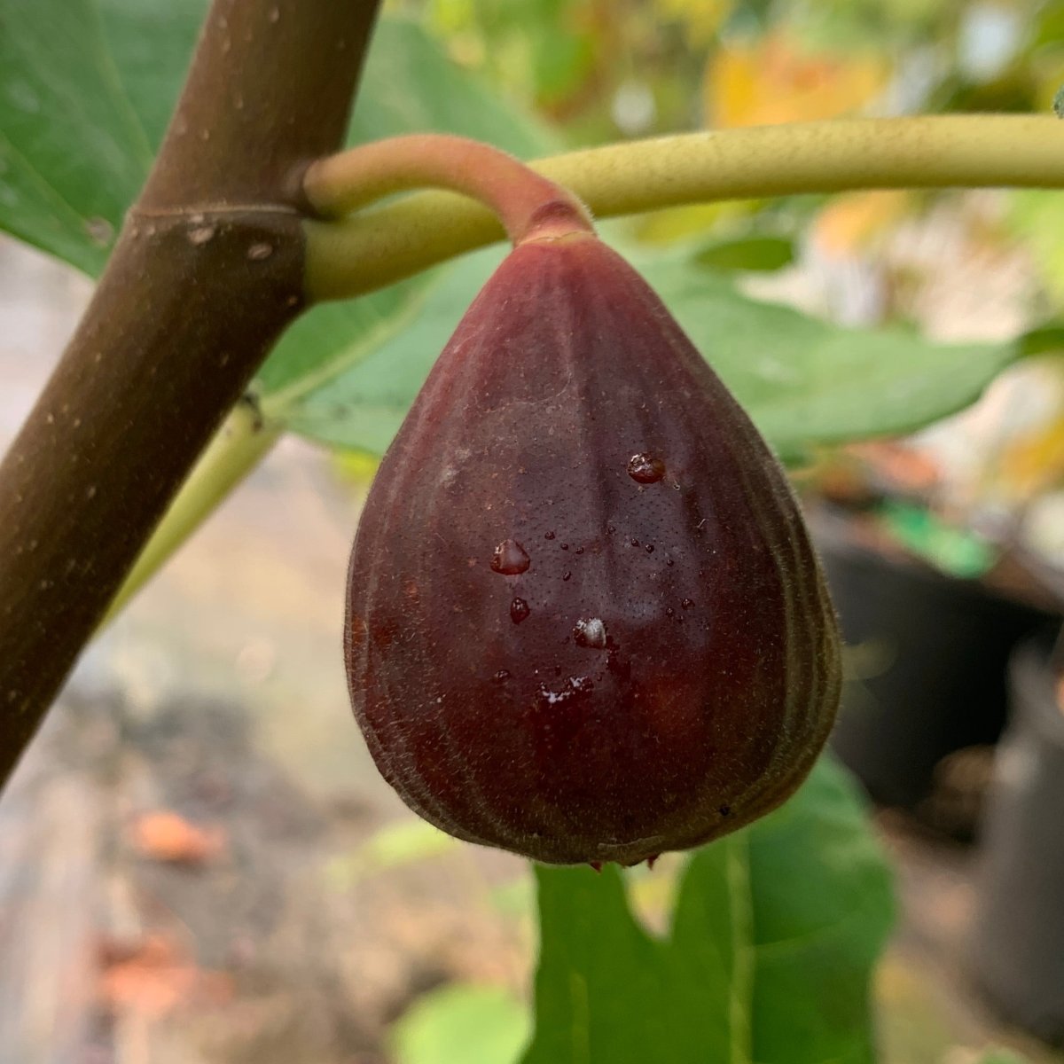 Hardy Chicago Fig Cutting - Dingdong's Garden