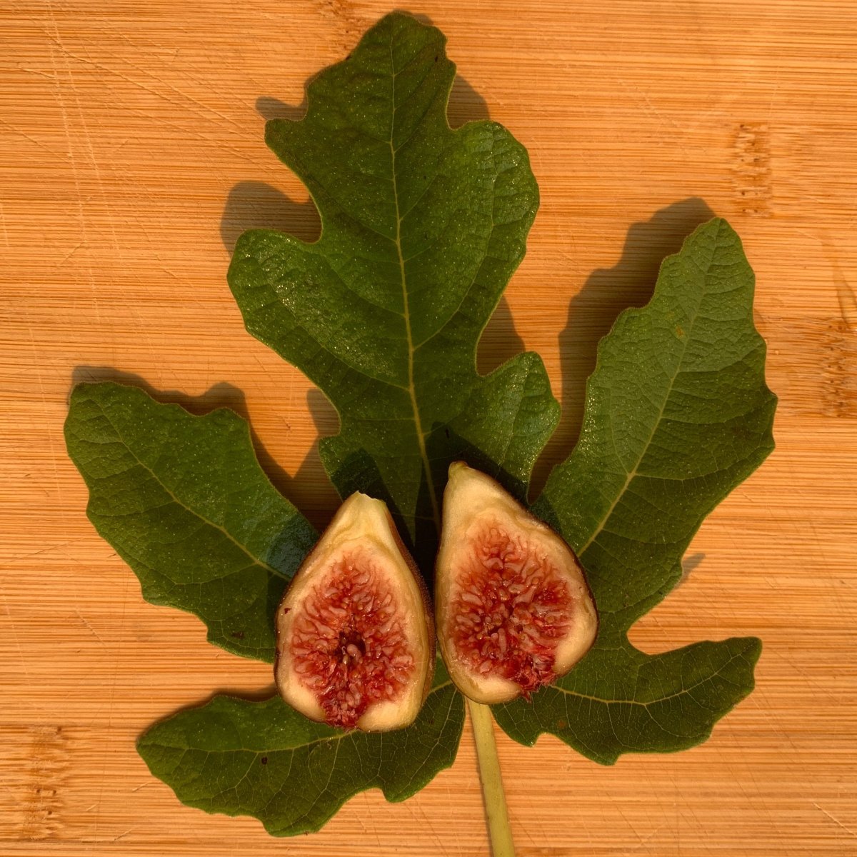 Hardy Chicago Fig Cutting - Dingdong's Garden