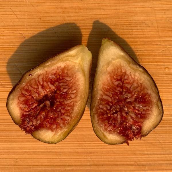 Hardy Chicago Fig Cutting - Dingdong's Garden