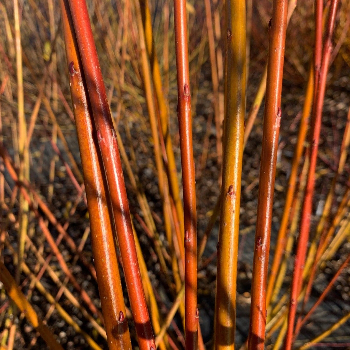 Harrisons B Willow Cutting