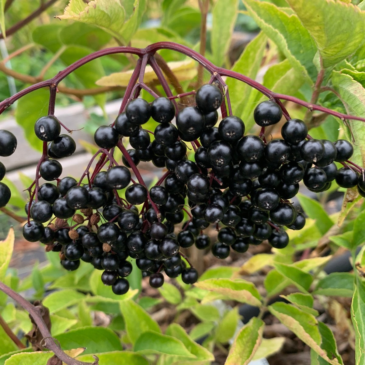 Haschburg European Elderberry Cutting