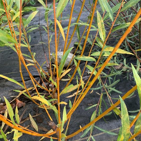 Hutchinsons Yellow Bark Willow Cutting - Dingdong's Garden