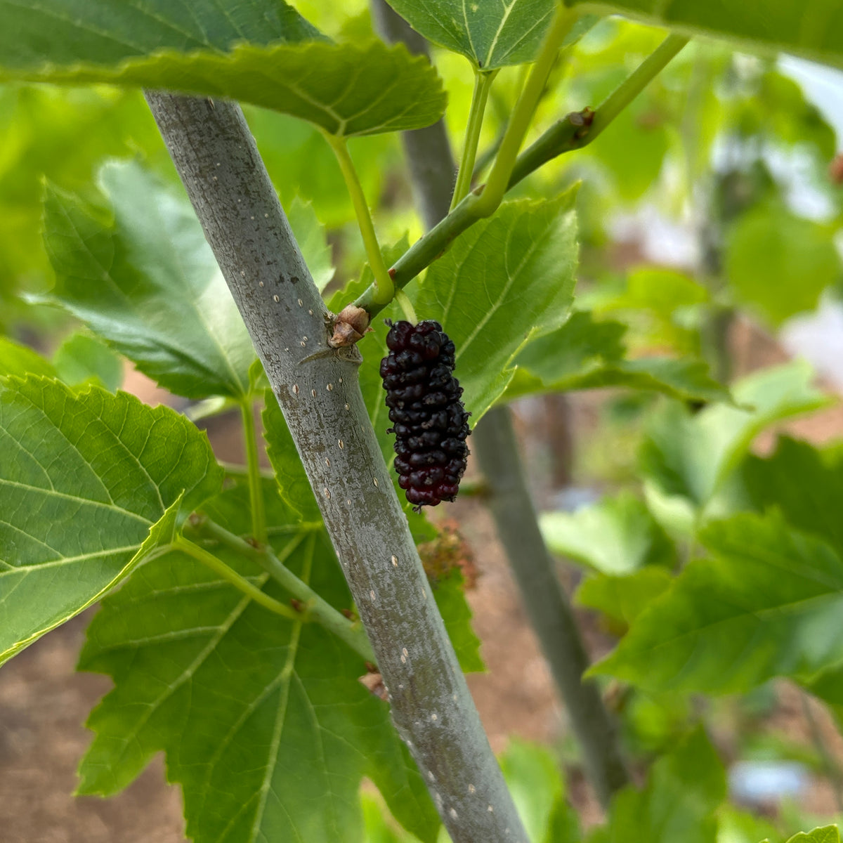 Maple Leaf Mulberry Cutting