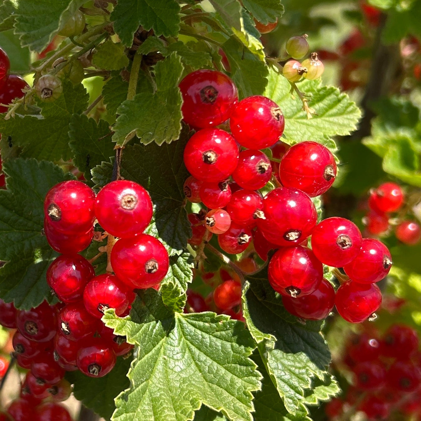 Cherry Red Currant Cutting