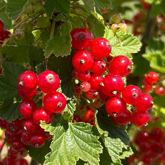 Cherry Red Currant Cutting