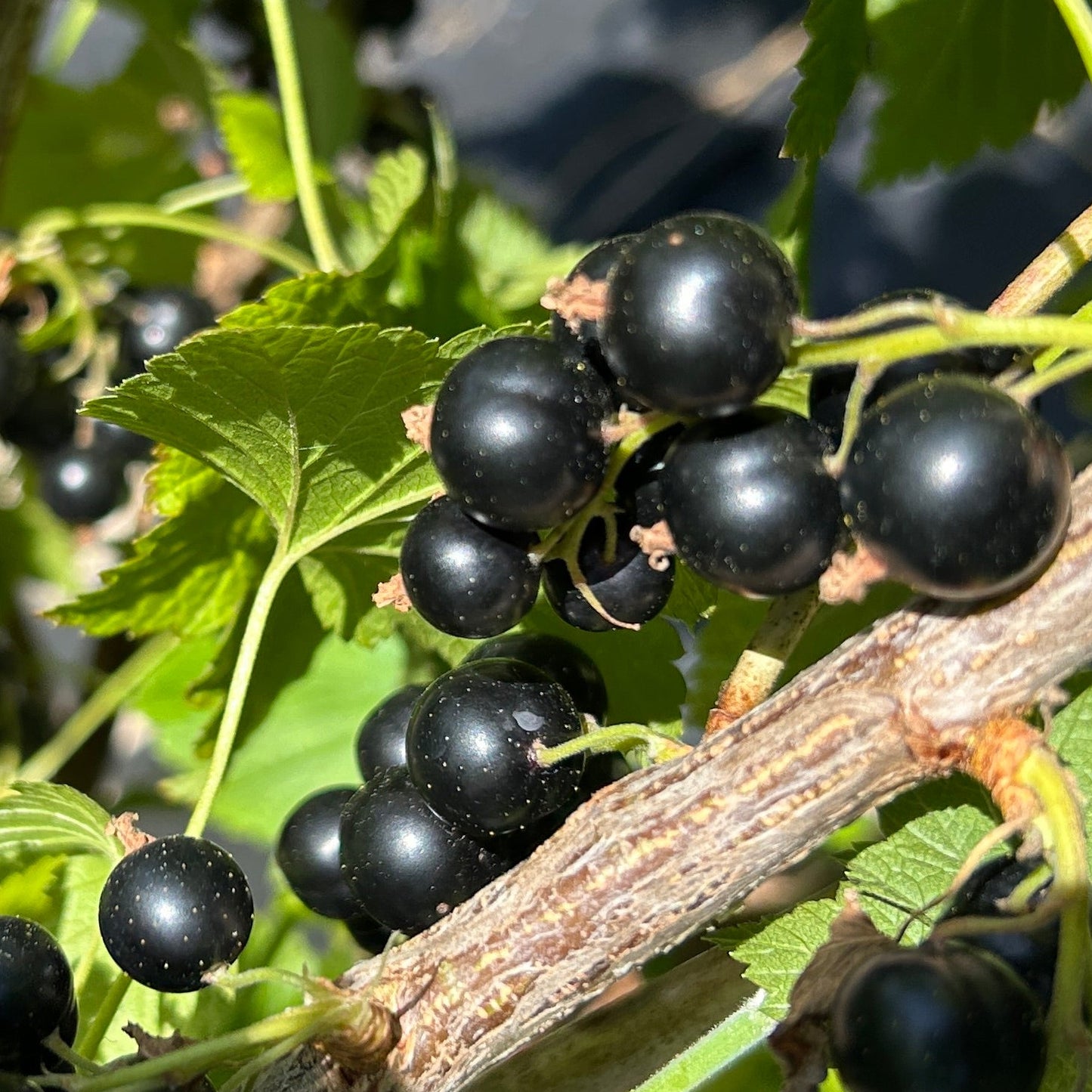 Eagle Black Currant Cutting