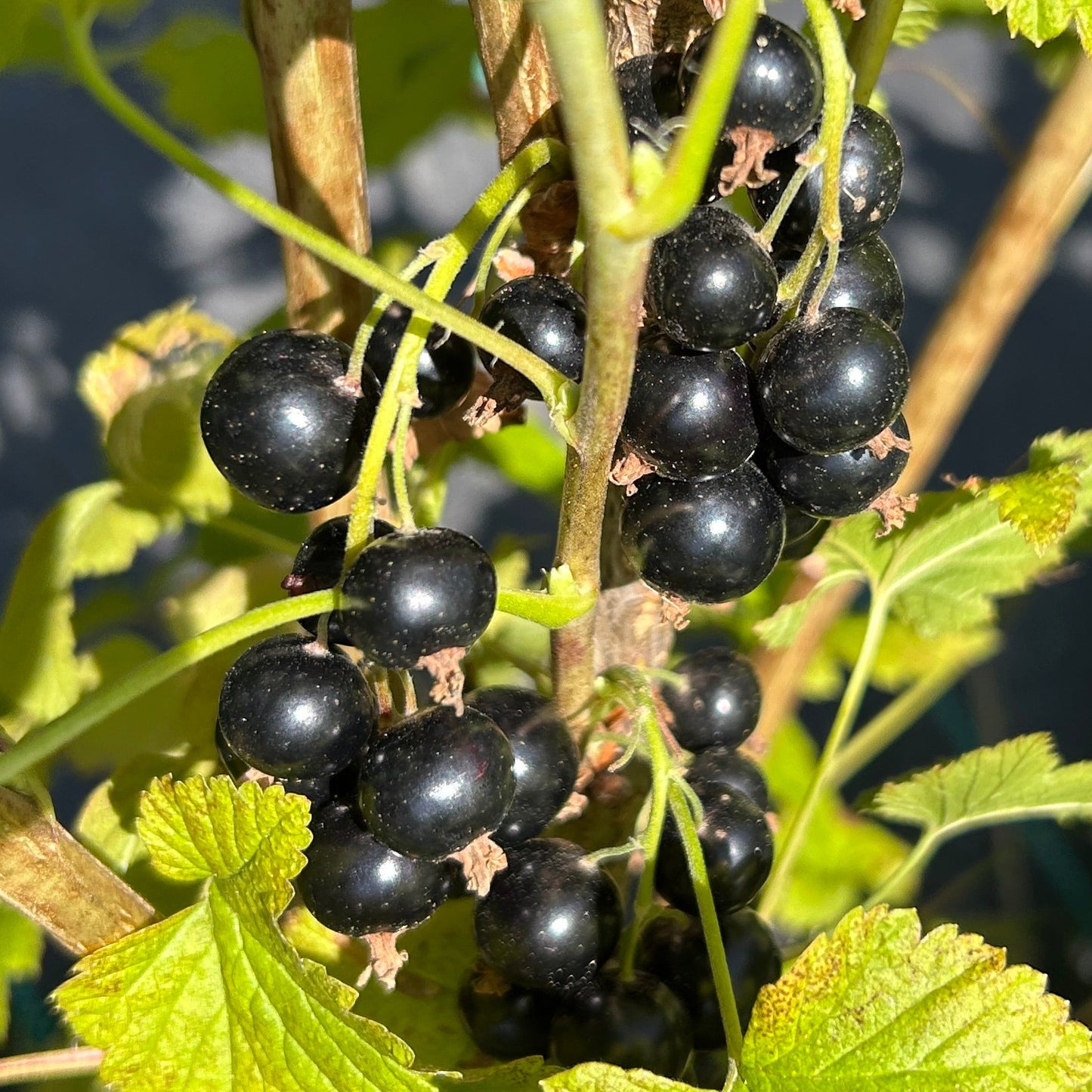 Willoughby Black Currant Cutting